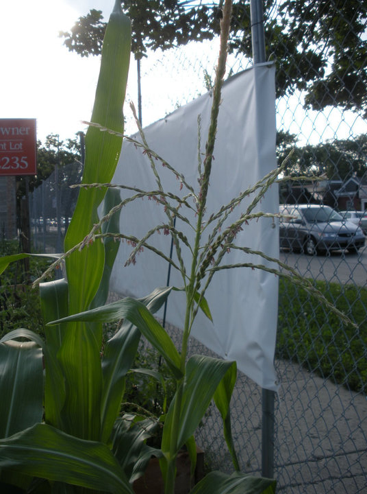 corn corn