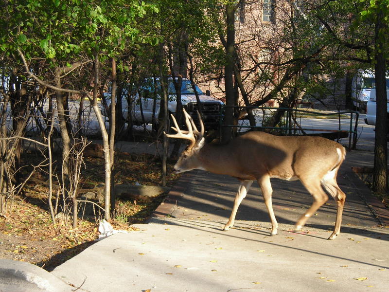 deer_on_walkway